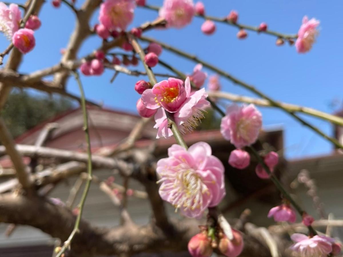 癒楽 伊豆大島 Hostel Oshima