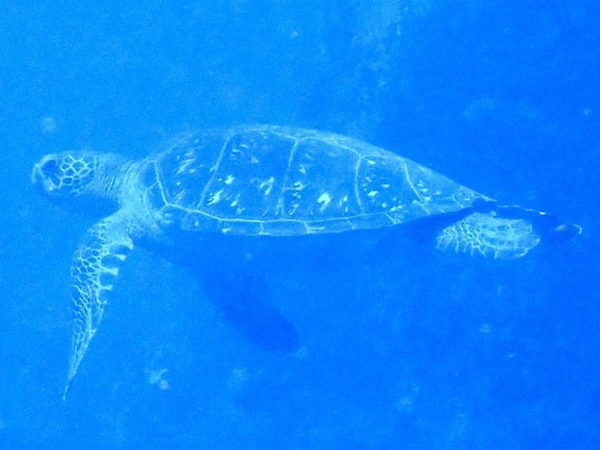 癒楽 伊豆大島 Oshima